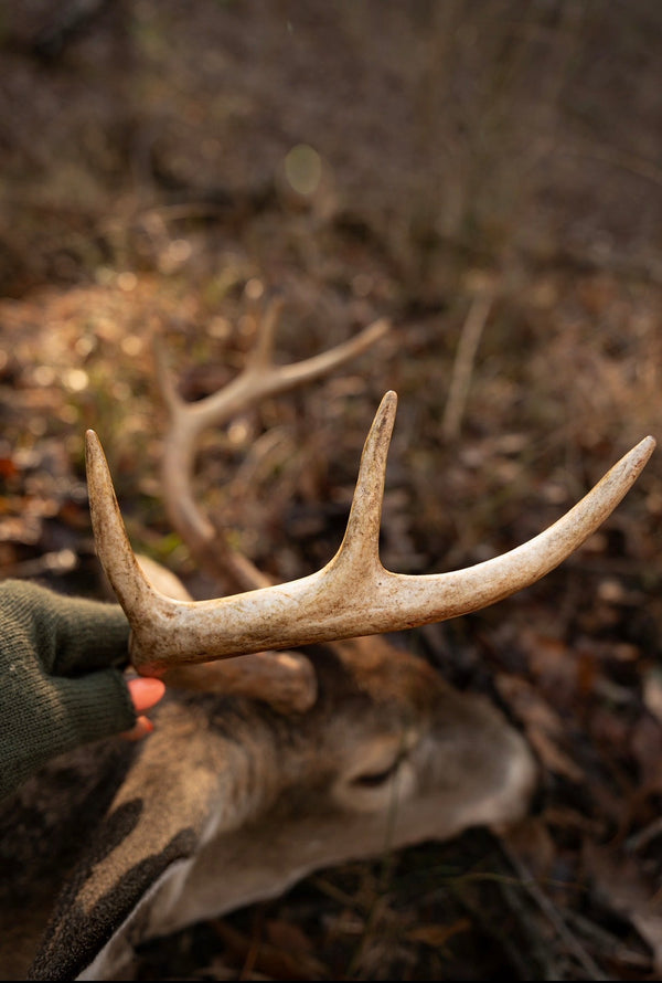Deer Diaries Collection